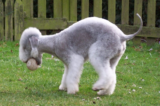 Unsere Hunde 03.02 (6).JPG